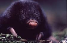 Giant Golden mole