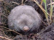 Rough-haired Golden mole