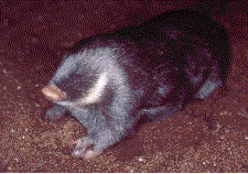 Cape Golden mole