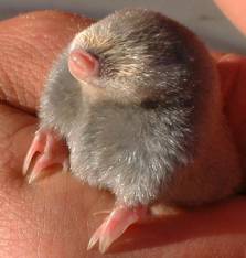 Van Zyl’s Golden mole