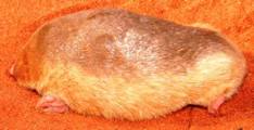 Grant’s Golden mole