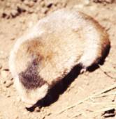 Sclater’s Golden mole