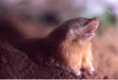 Yellow Golden mole