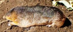 Highveld Golden mole