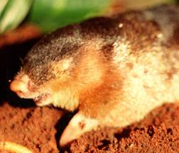 Robust Golden mole