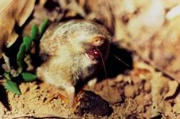 Gunning's Golden mole