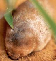 Juliana’s Golden mole