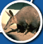 Aardvark