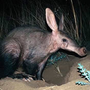 Aardvark