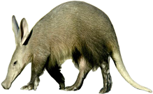 Aardvark