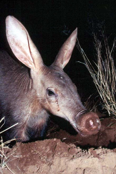 Aardvark