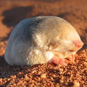 Golden mole