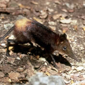 Sengi or Elephant-shrew