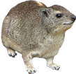 Hyrax