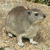 Hyrax