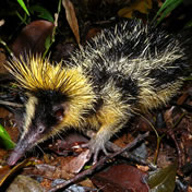 Tenrec