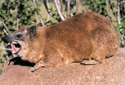 Procavia johnstoni