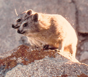 Hyrax des rochers