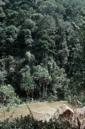 Eastern rain forest in Madagascar is habitat for many tenrecs species, yet much of it is being lost to provide land for agriculture such as these paddy fields in the north-east of the country.